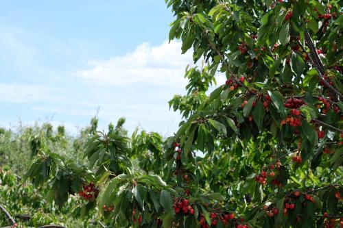 a tree with lots of red berries on it at Villa Aurelia - guesthouse Le Case di Aurelia in Castellana Grotte
