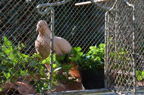 a chain link fence with potted plants in front thereof at La Petite Aiguebonne in Allex
