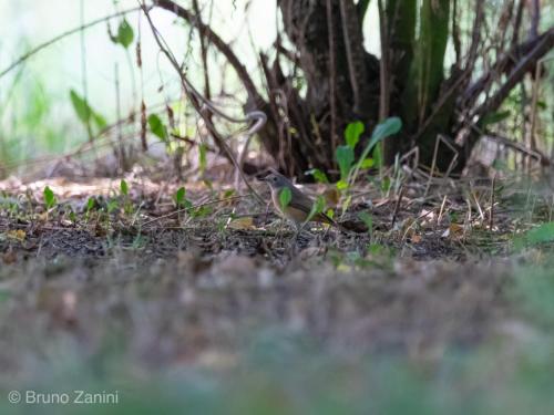 a bird standing on the ground next to a tree at Cà Morari in Argenta