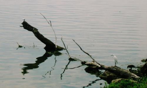 a bird standing on a tree branch in the water at Guest House Keserovic in Vinci