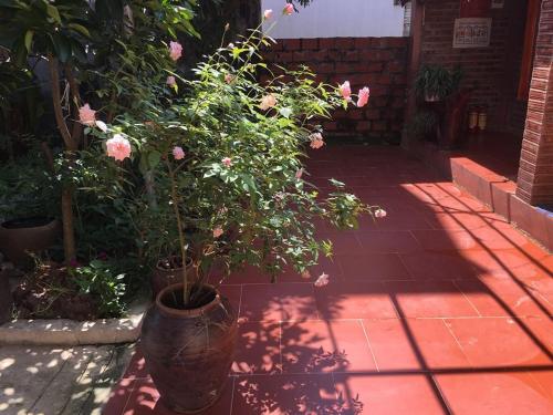 a potted plant with pink roses on a patio at Van Long Family Homestay in Ninh Binh