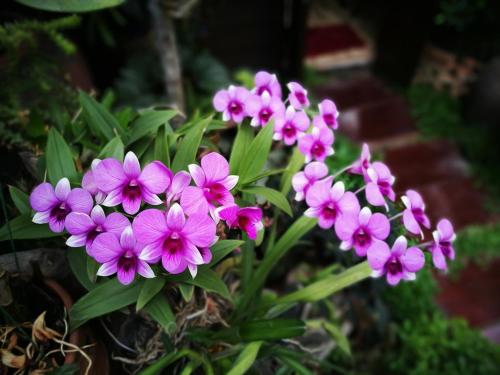 Giardino di Hoh Guesthouse
