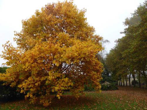 a tree with yellow leaves on it in a park at ty dreux entre terre et mer in Saint-Thégonnec