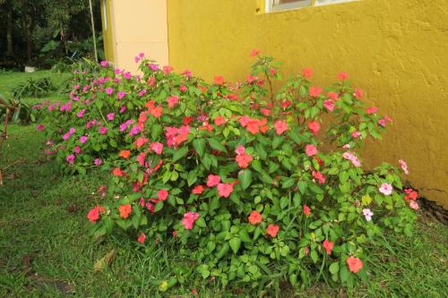a bush of pink flowers in front of a building at Cabañas Peretei in Hanga Roa