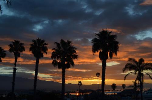 a group of palm trees in front of a sunset at Beachside Inn in Santa Barbara