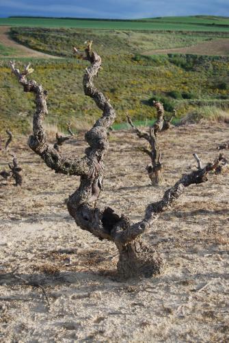 a tree branch in the middle of a field at TORRE FUERTE Siglo XIII in Baños de Rioja