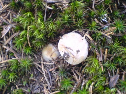 a white mushroom on the ground with green plants at Аня Рома in Lazeshchyna
