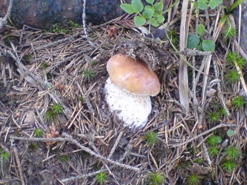 a mushroom sitting on the ground in the dirt at Аня Рома in Lazeshchyna