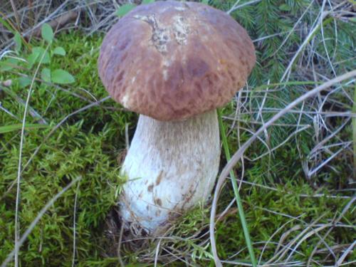 a mushroom sitting on the ground in the grass at Аня Рома in Lazeshchyna
