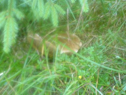a animal laying in the grass in the grass at Аня Рома in Lazeshchyna