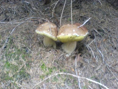 two mushrooms on the ground in the grass at Аня Рома in Lazeshchyna