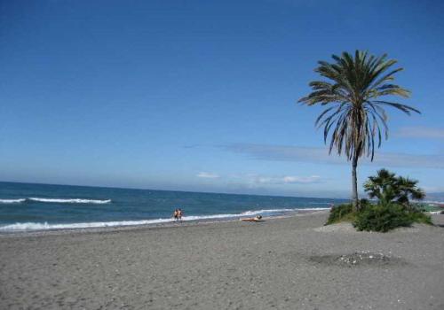 a palm tree on a beach with the ocean at El Peñoncillo in Torrox