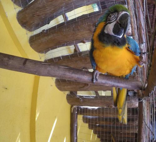 a colorful bird sitting on a bird cage at Morada do Aventureiro in Angra dos Reis