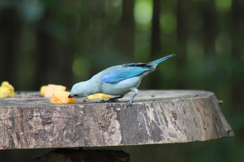 a blue bird eating food on a stump at Chez Oliv in Palomino