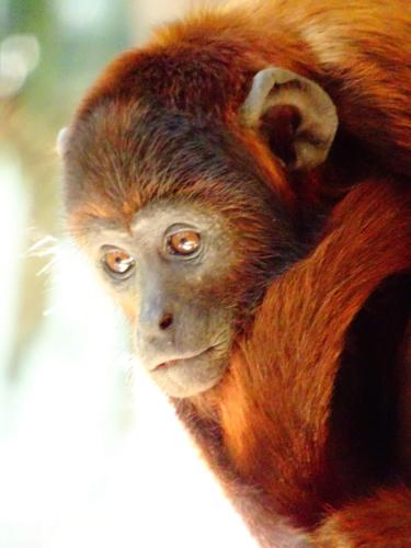 a close up of a monkey looking at the camera at Villa Hermosa de Tambopata Casa Hospedaje & Hostel in Puerto Maldonado