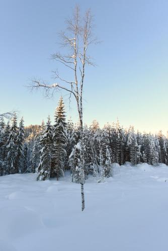 a tree in a field with snow covered trees at Koselig Hytte i Hemsedal in Hemsedal