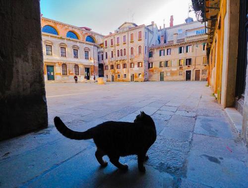 a black cat walking through an empty street at Ca' Perdon Apartment in Venice