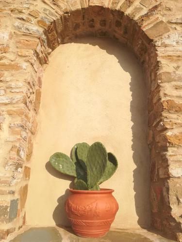 a cactus in a pot next to a wall at Antica Residenza Voso in Laureana Cilento