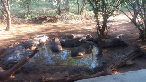 a group of elephants laying in auddle of water at Aloes Bush Stay in Hoedspruit