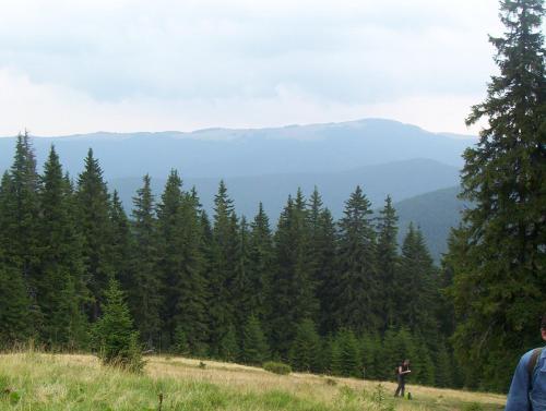 a person standing on top of a hill overlooking a forest at Аня Рома in Lazeshchyna