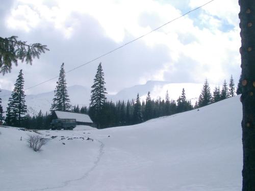 a snow covered slope with a cabin and trees at Аня Рома in Lazeshchyna