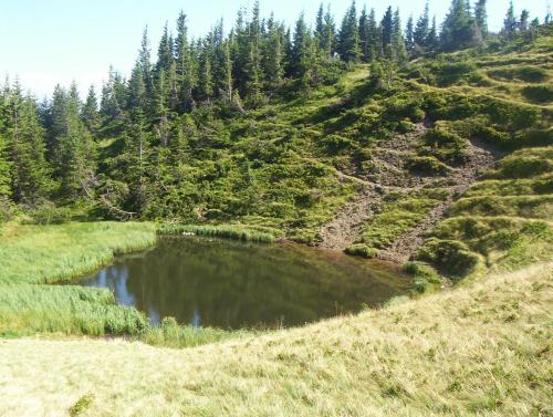 a pond on the side of a hill with trees at Аня Рома in Lazeshchyna
