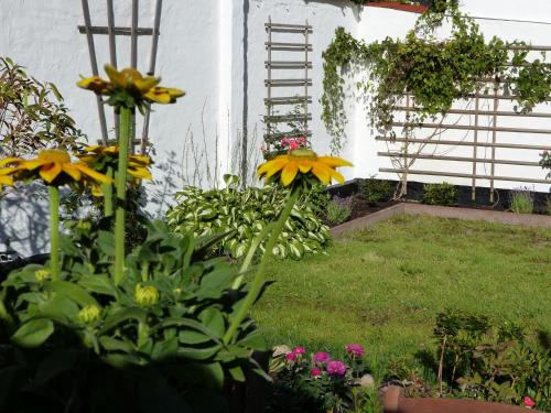 a garden with yellow flowers and a ladder at Alter Krämerladen von 1732 in Friedrichstadt