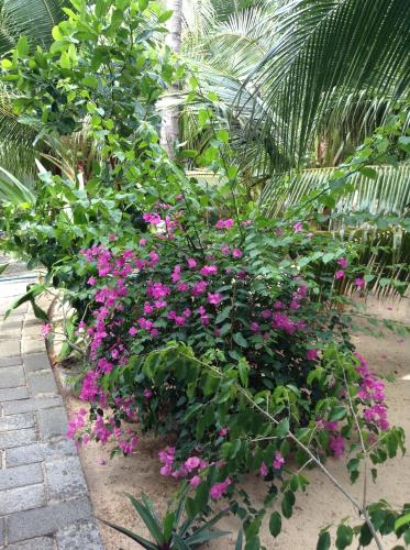 a bunch of pink flowers in a garden at Cocosand Hotel in Mui Ne