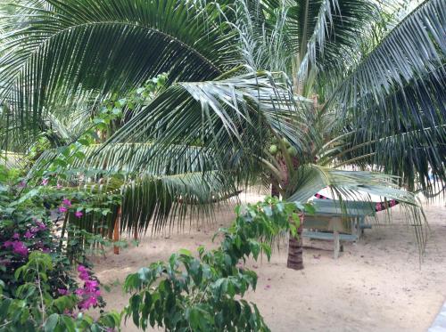 a palm tree and a bench in a garden at Cocosand Hotel in Mui Ne