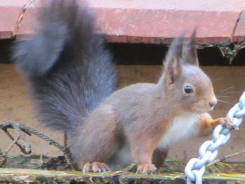 a squirrel standing on a table with a chain at Chambres d'hôtes La Gargaille in Alièze