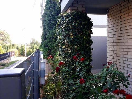 Zahrada ubytování Apartments Popovic