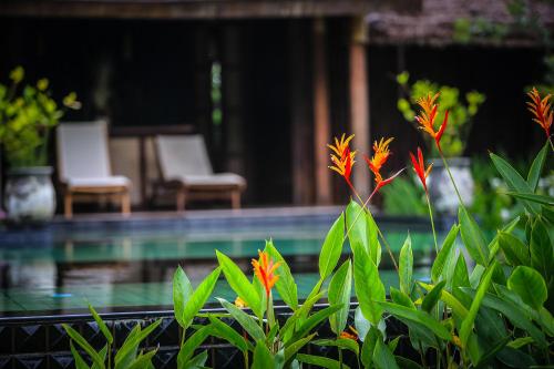 a plant with orange flowers next to a swimming pool at Azalea Village in Chiang Dao