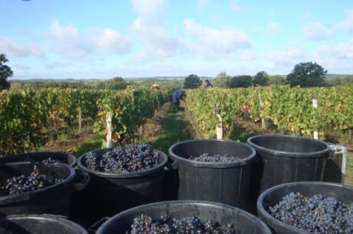 a group of buckets of beans in a field at Les Rossignols in Saint-Jeanvrin