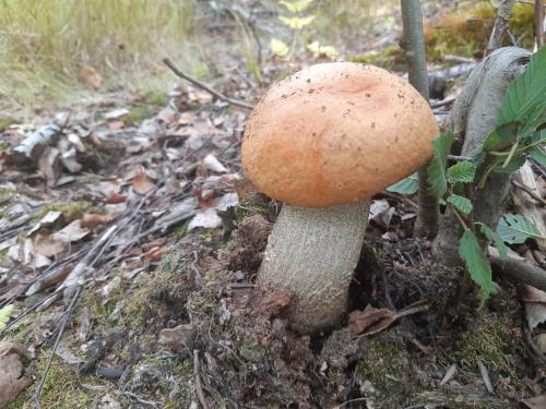 a mushroom sitting on the ground in the woods at Tarula Holiday Home in Melkoniemi