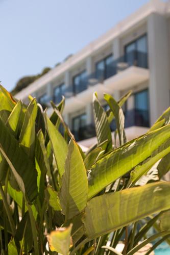 Un jardín fuera de Samian Mare Hotel, Suites & Spa