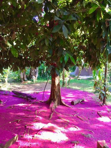 a tree covered in bright pink flowers at Sitio Simple Life in Ubatuba