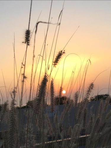 a sunset on the beach with tall grass at Aftas Trip in Mirleft