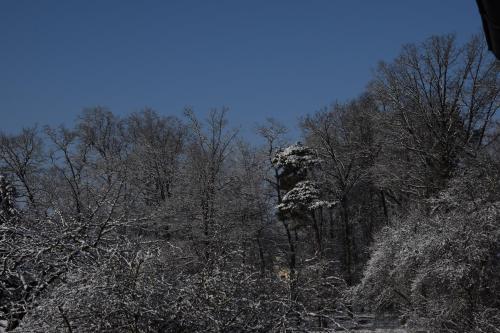a group of trees covered in snow at Lichtenau - Bertholdes Traum in Lichtenau