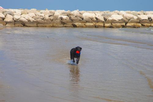 a black dog in the water with a ball in its mouth at Camping Village Cavallino in Cavallino-Treporti