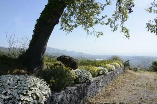 a stone retaining wall with a tree and flowers at Villa Pace in Piedimonte Etneo