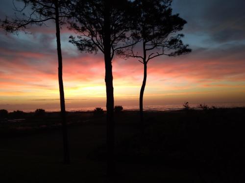 two trees in front of a sunset at Million Dollar Oceanfront View in Hilton Head Island