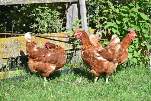 a group of brown chickens standing in the grass at Fuchshof in Perca