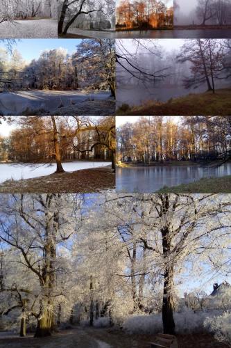 four photos of a tree in four different seasons at Apartmány MK u MODRÉ KOČKY in Nové Hrady