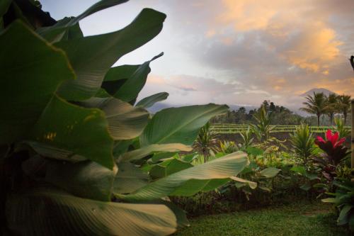 a large green plant with a view of a field at KUBU D'UME HOMESTAY in Jatiluwih