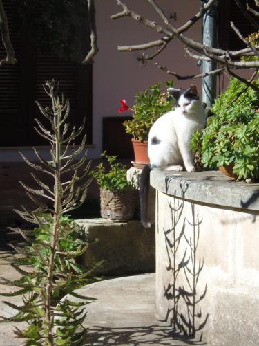 a black and white cat sitting on a stone wall at Missipezza Residence a Frassanito in Alimini