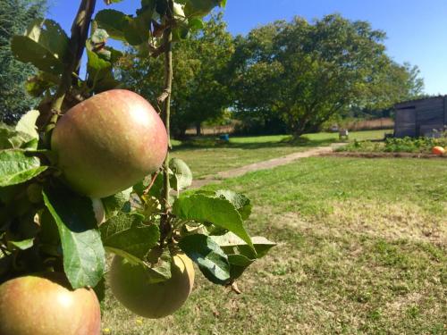 un pommier avec des pommes dans une cour dans l'établissement Jolie halte normande, à Balines