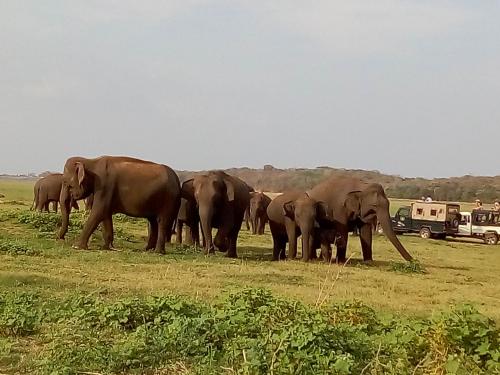 a herd of elephants standing in a field at River Nature Park in Polonnaruwa