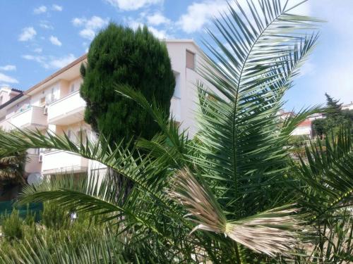 a palm tree in front of a building at Apartments & Rooms Brna in Rab