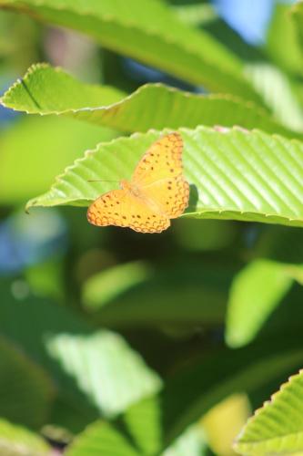 a butterfly is sitting on a green leaf at Gite des Acacias in Union Vale