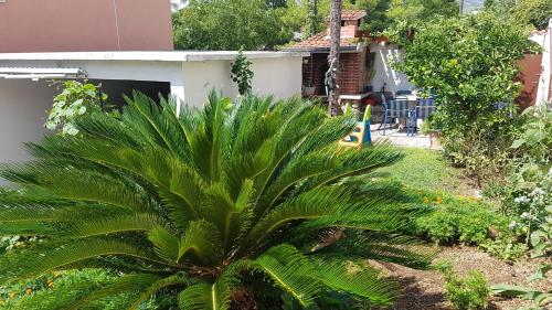 a palm tree in a yard next to a house at Apartments Villa Flamingo in Makarska